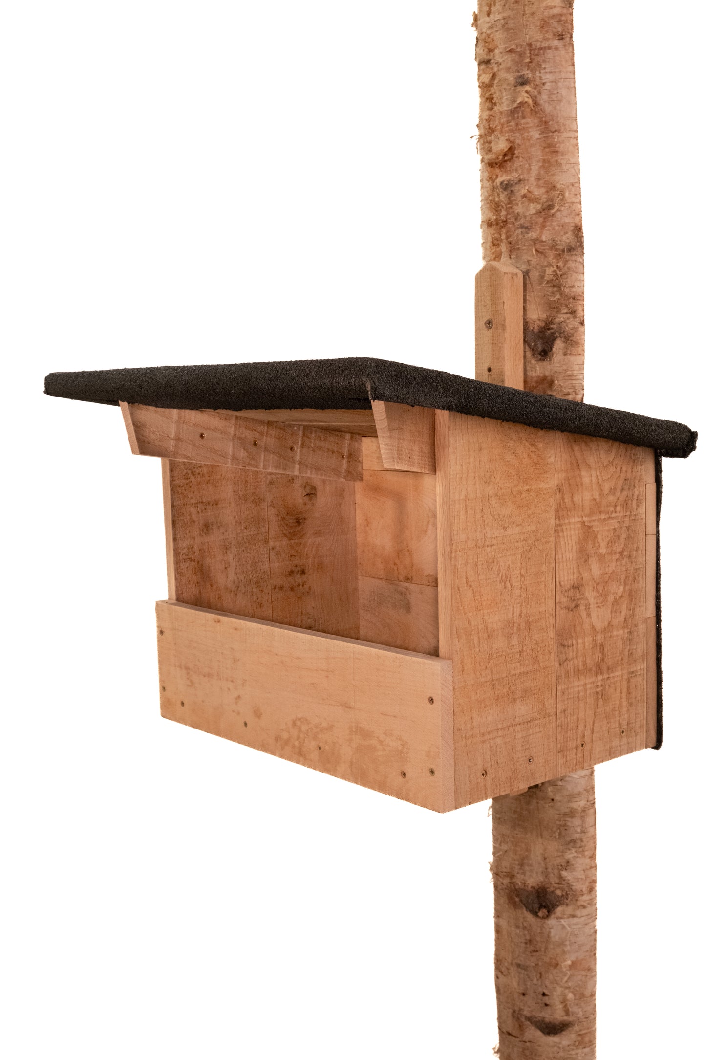 Turmfalke
