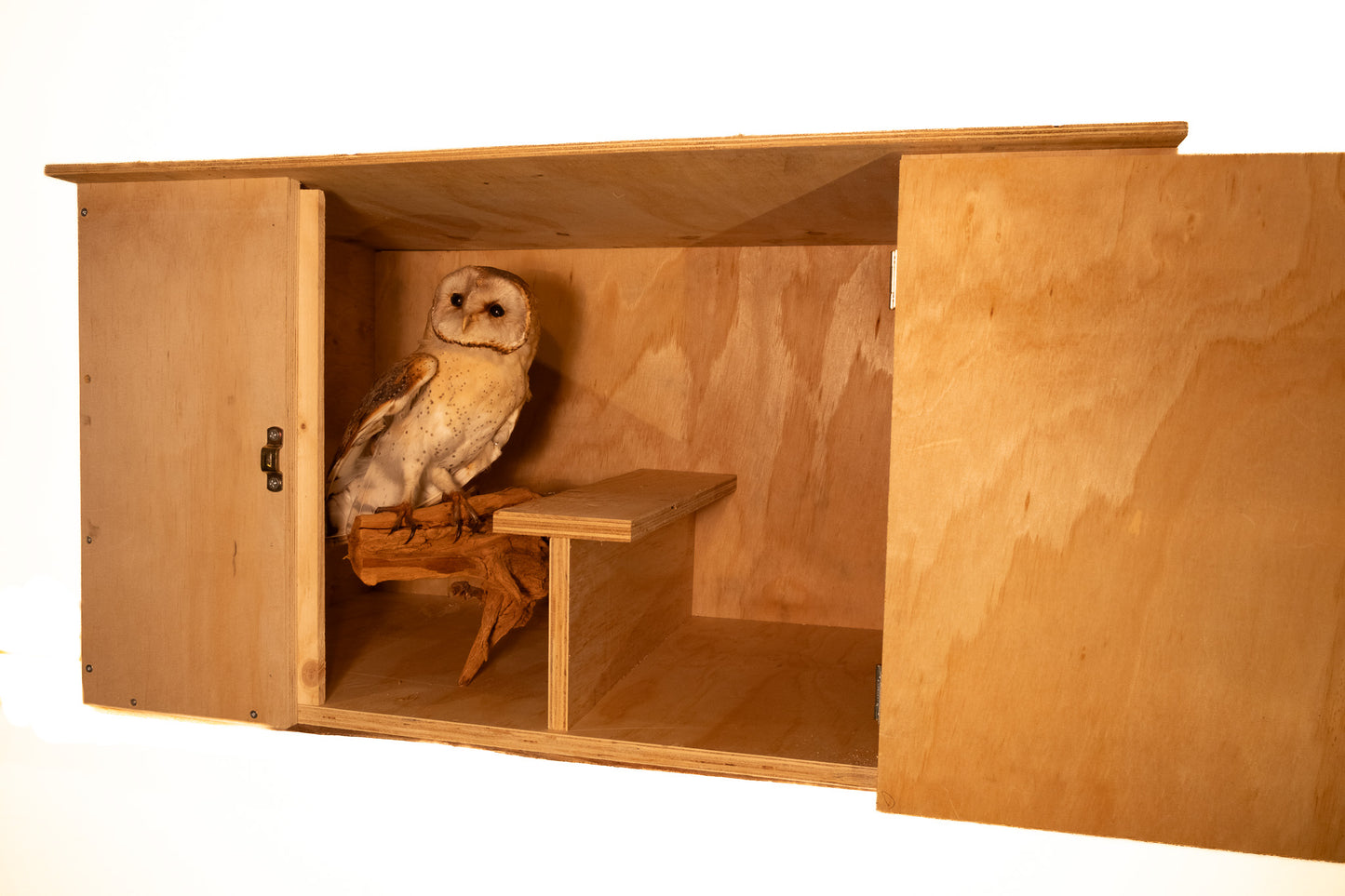 Barn Owl