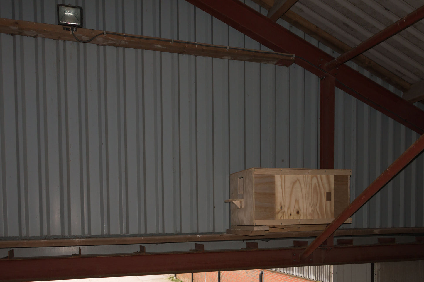 Barn Owl
