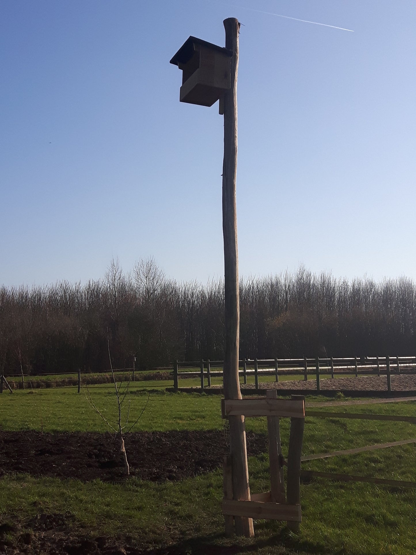 Turmfalke