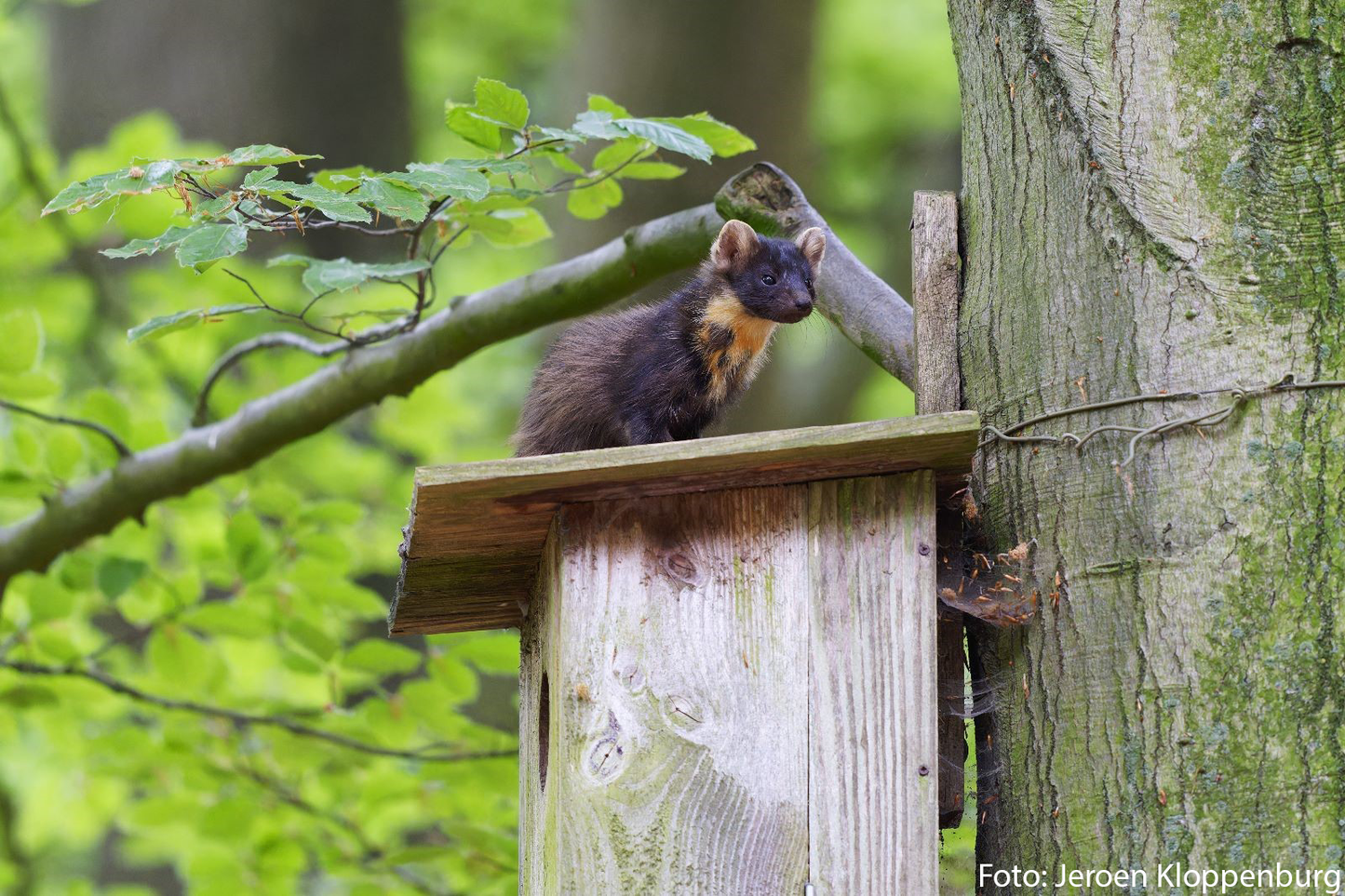 Pine marten
