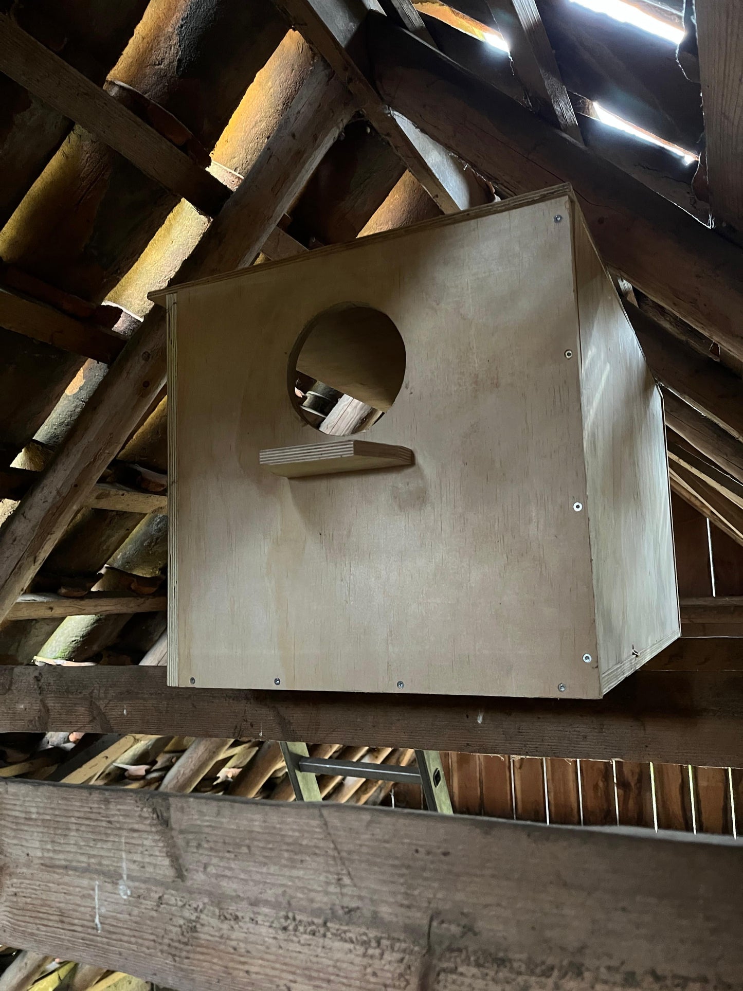 Barn Owl