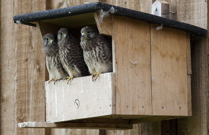 Turmfalke