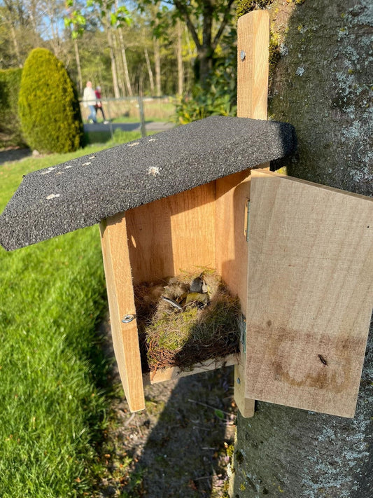 Tuin- en zangvogels